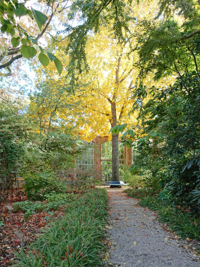 A gravel path through greenery, ending in a small circle around a beautiful tall tree with large, golden leaves