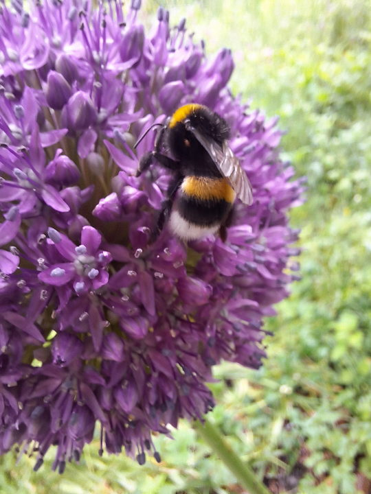 A yellow-black-yellow-black-white bumblebee on a large spherical purple flower, composed of maybe a hundred smaller flowers.