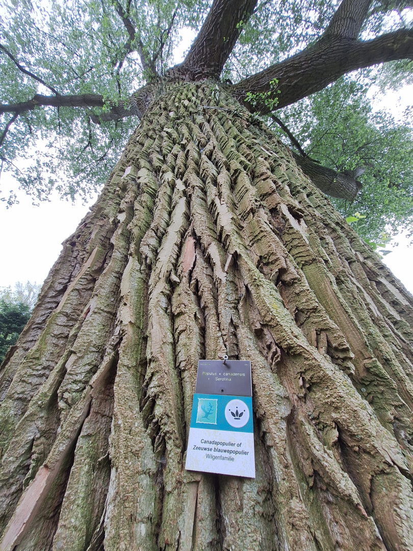 Seen from below: the grooved bark of a massive tree. Far above, mighty branches jut out. At eye level, a seemingly tiny card says "Canadapopulier of Zeeuwse blauwepopulier, Wilgenfamilie".
